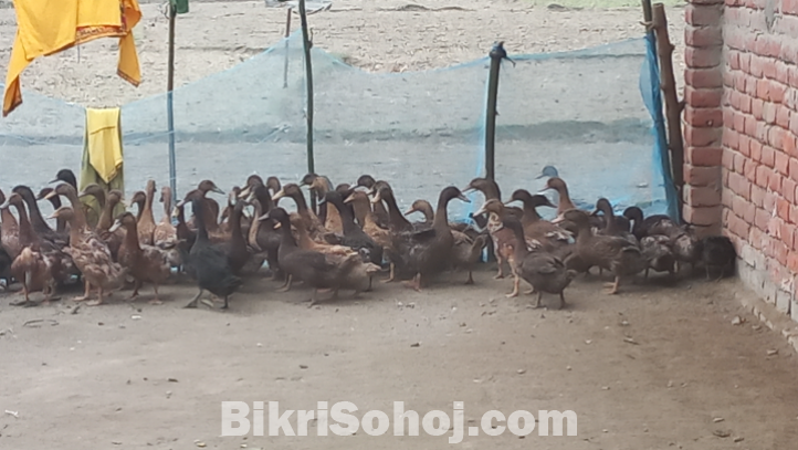 দেশি হাঁস